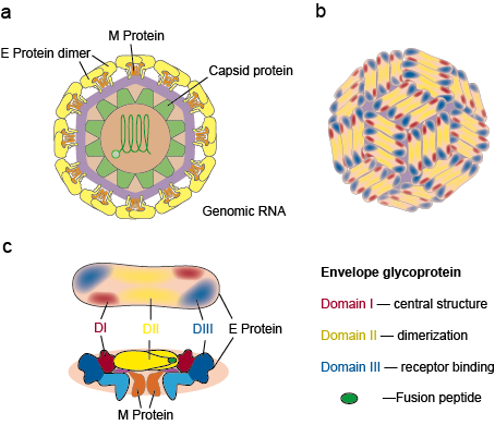 Dengue Virus - Creative Diagnostics